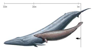 Representação de um Perucetus colossus ao lado de uma baleia-azul - Divulgação/Cullen Townsend
