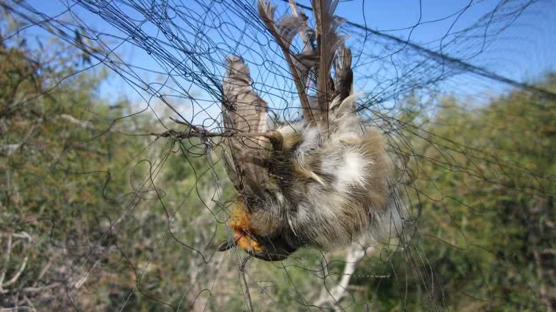 Pássaro capturado ilegalmente no Chipre - Divulgação/RSPB
