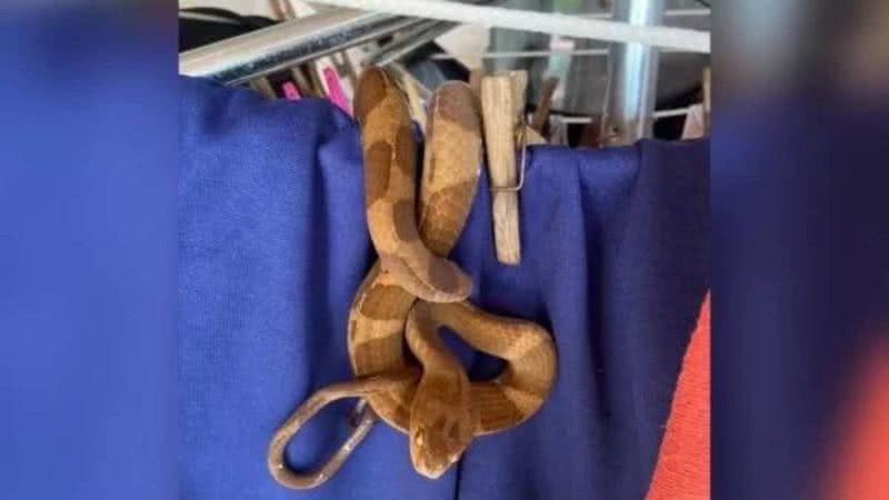 Moradora encontrou uma cobra em seu varal - Divulgação/GOR