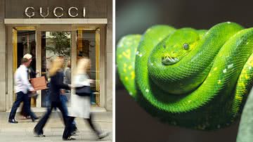 Gucci é acusada de maus-tratos contra cobras - Getty Images e Pixabay