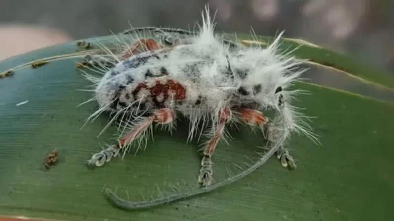Nova espécie de besouro encontrada por James Tweed - Divulgação/James Tweed