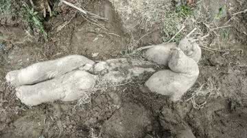 Cadáver de filhote de elefante enterrado - Divulgação/ Arquivo Pessoal/ Akashdeep Roy e Parveen Kaswan