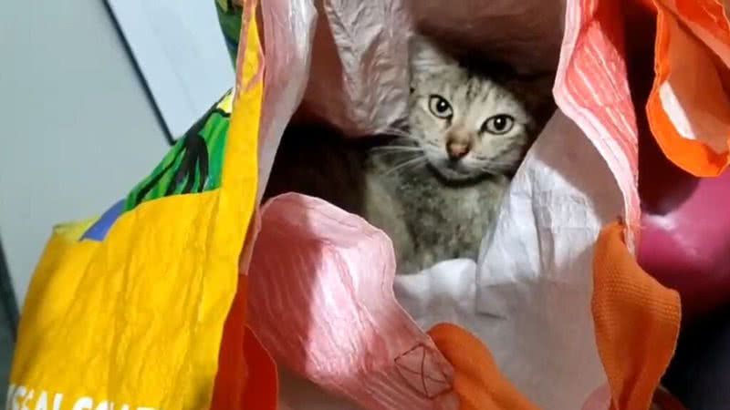 Imagem da gata usada para o contrabando - Divulgação/Secretaria de Estado da Justiça e de Defesa do Consumidor - Sergipe