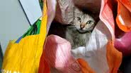 Imagem da gata usada para o contrabando - Divulgação/Secretaria de Estado da Justiça e de Defesa do Consumidor - Sergipe