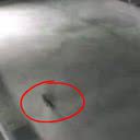 Imagem de câmera de segurança mostrando o gato fugindo do lugar - Divulgação/ CCTV/ Nomura Plating