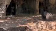 Imagem do momento em que o gorila encurrala uma das funcionárias - Reprodução/Vídeo/YouTube/WFAA
