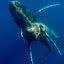 Imagem das duas baleias-jubarte avistadas em Maui, no Havaí
