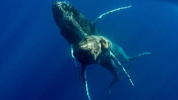 Imagem das duas baleias-jubarte avistadas em Maui, no Havaí - Divulgação/Marine Mammal Science
