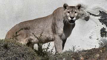 Imagem ilustrativa de um leão da montanha - Wolves201, Wikimedia Commons