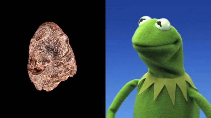 Cabeça fóssil de sapo de 270 milhões de anos e o sapo Kermit, dos Muppets - Divulgação/Instituto Smithsonian/Brittany M. Hance / Reprodução/Disney