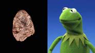 Cabeça fóssil de sapo de 270 milhões de anos e o sapo Kermit, dos Muppets - Divulgação/Instituto Smithsonian/Brittany M. Hance / Reprodução/Disney