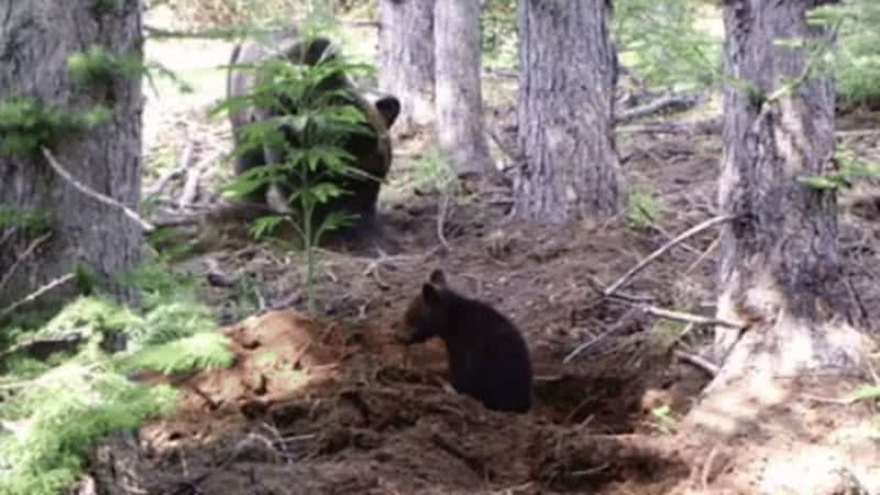 Urso filhote e um adulto desenterrando floresta - Reprodução / 2024 Tomita e Hiura