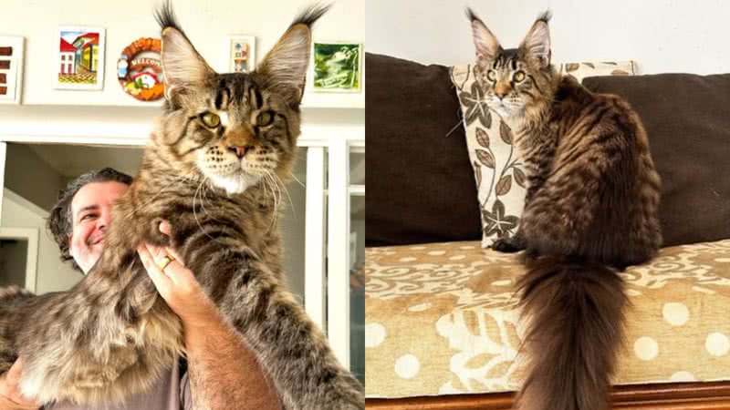 Xartrux, felino que concorre ao título de maior do mundo - Reprodução/Instagram/@felinafolia