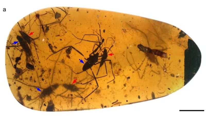 Âmbar contendo "orgia" de insetos de 100 milhões de anos - Divulgação/Academia Chinesa de Ciências (NIGPAS)