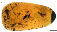 Âmbar contendo "orgia" de insetos de 100 milhões de anos - Divulgação/Academia Chinesa de Ciências (NIGPAS)
