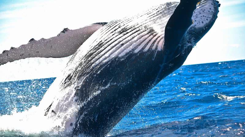 Imagem ilustrativa de baleia - Foto de Pexels, via Pixabay