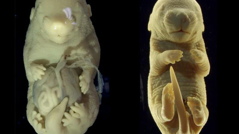 O embrião modificado com seis membros (esq.) e um embrião típico (dir.) - Reprodução/Nature Communications