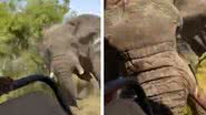 Elefante atacou turistas em safari - Divulgação/vídeo/redes sociais