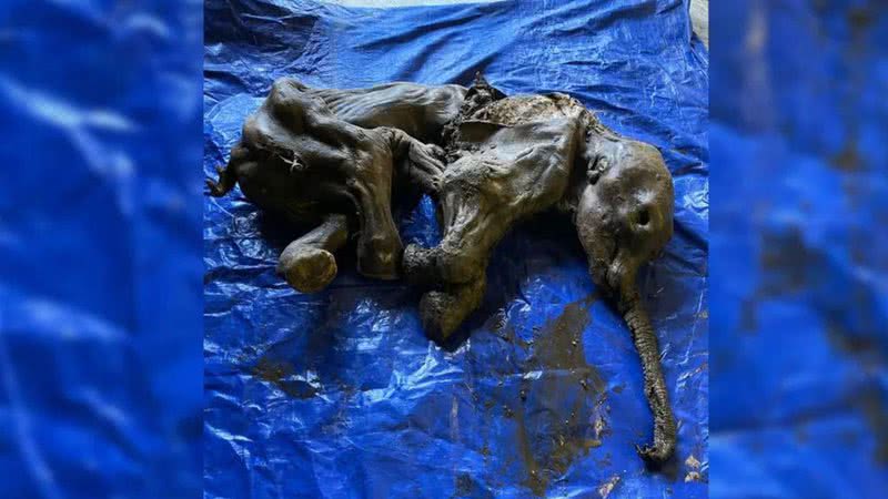 O bebê mamute encontrado - Divulgação/Governo de Yukon