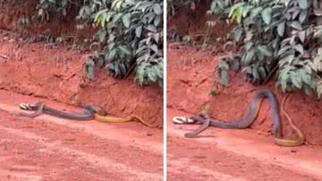 Vídeo mostra serpente devorando outra - Divulgação/vídeo/G1