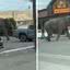 A elefanta Viola andando pelas ruas de Butte, em Montana
