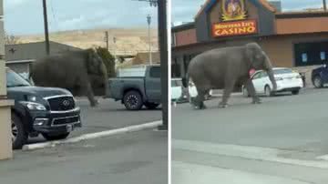 A elefanta Viola andando pelas ruas de Butte, em Montana - Divulgação/Redes sociais