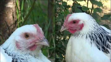 Rosto de galinha apresenta variação de tom conforme emoções - Divulgação/INRAE