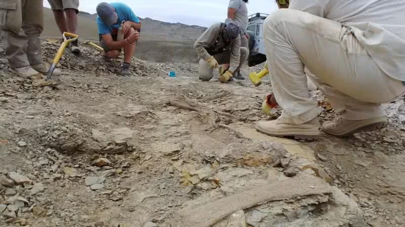 Fotografia tirada durante escavações de novo dinossauro na Patagônia - Divulgação/Vincent Brusca