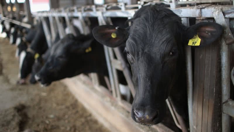 Fazenda produtora de leite nos Estados Unidos - Getty Images