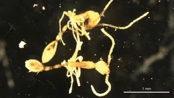 Nova espécie de formiga descoberta na Austrália - Divulgação/ZooKeys