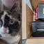 A gata Galena e a caixa onde ficou por seis dias