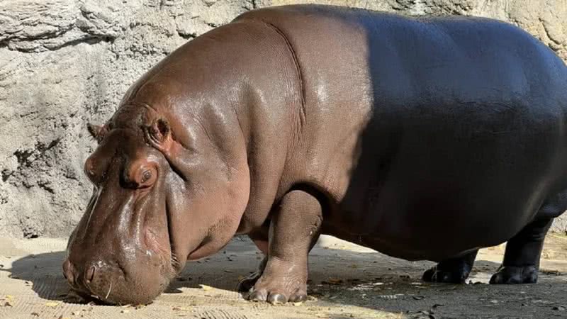 A hipopótamo Gen-chan - Osaka Tennoji Zoo