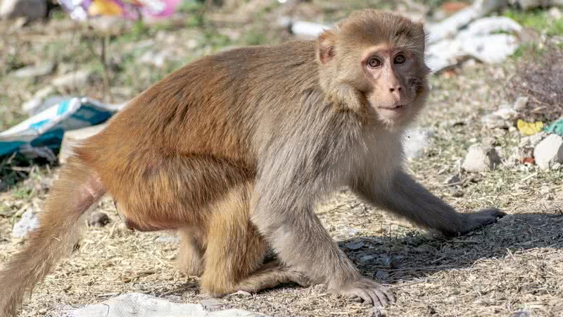Fotografia de um macaco-rhesus - Foto por Rajesh Balouria pelo Pixabay