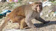 Fotografia de um macaco-rhesus - Foto por Rajesh Balouria pelo Pixabay