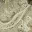 Mandíbula de ancestral humano é encontrada em ladrilho