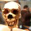 Crânio de um neandertal, antecessor do Homo sapiens