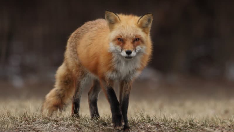 Imagem ilustrativa de uma raposa - Licença Creative Commons via PxHere