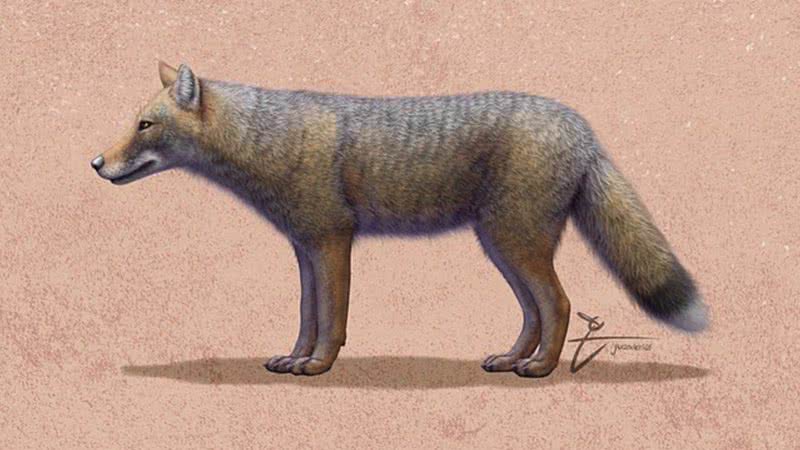 Ilustração de como seria uma raposa Dusicyon avus - Foto por Juandertal pelo Wikimedia Commons