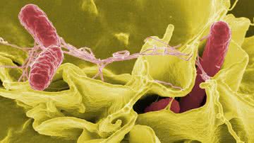 Vírus da Salmonella - National Institutes of Health
