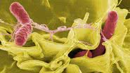 Vírus da Salmonella - National Institutes of Health