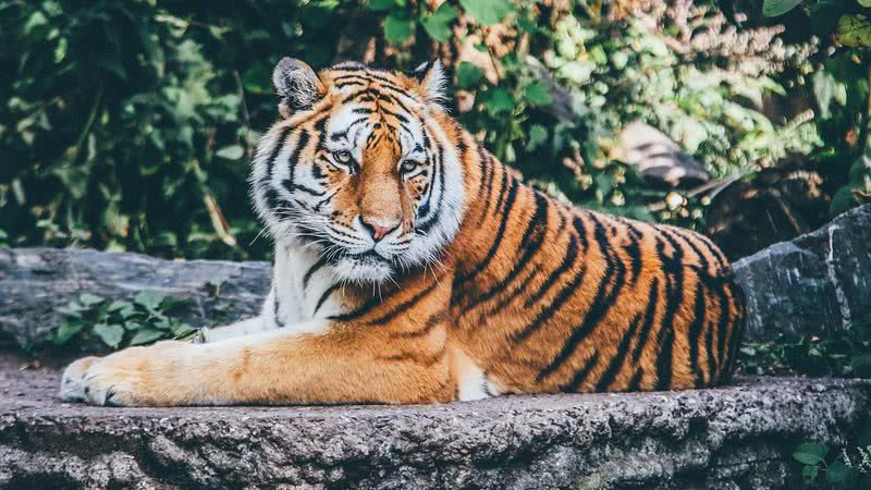Imagem ilustrativa de um tigre - Foto por Pexels pelo Pixabay