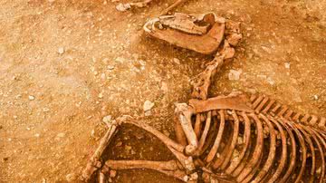 Um dos restos de cavalos encontrados na França - Hamid Azmoun, Inrap
