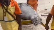 Peixe sendo retirado da praia - Reprodução/Video