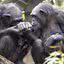 Chimpanzé Natalia carregando filhote morto junto de outra primata