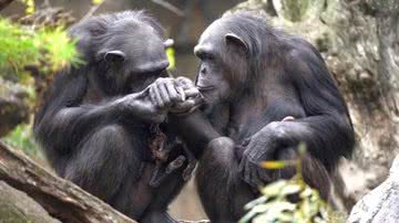 Chimpanzé Natalia carregando filhote morto junto de outra primata - Divulgação/BIOPARC Valência