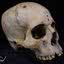 Crânio de 4 mil anos analisado em novo estudo