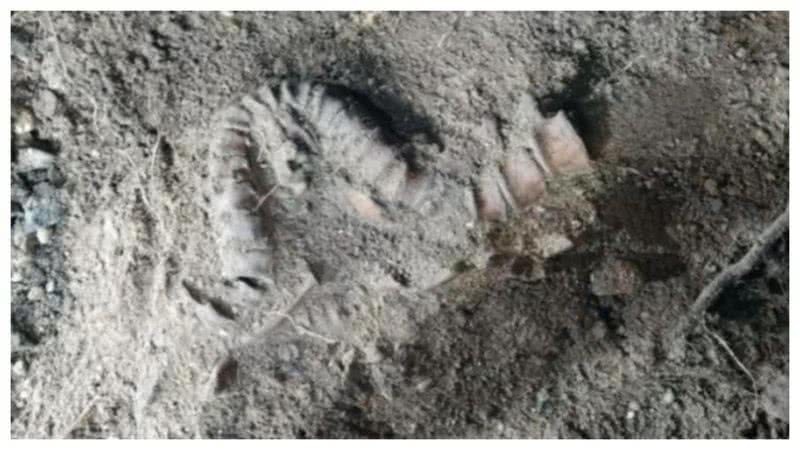 Esqueletos foram encontrados por arqueólogos - Divulgação/Latebra Fundation Poland