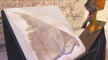 Fóssil de pterossauro que chegou ao Museu Nacional - Divulgação/vídeo/g1