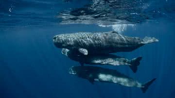 Baleias cachalote - Divulgação/Project CETI