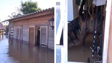 Cavalos foram encontrados mortos em residência - Divulgação/TV Globo